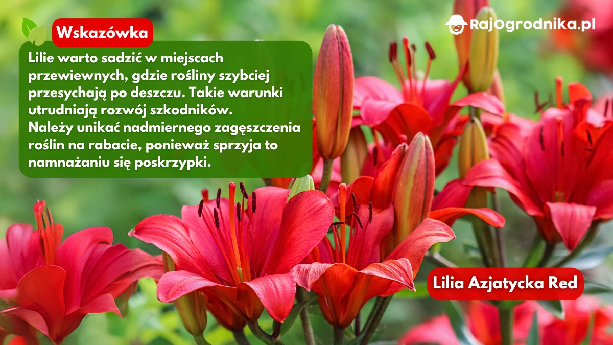 Uprawa-lili-w-ogrodzie-porady-co-warto-wiedzieć-blog-sklep-rajogrodnika